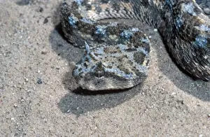 Poison Prints: Snake - Viper Horned(C. cerastes) Close-up of head / North Africa
