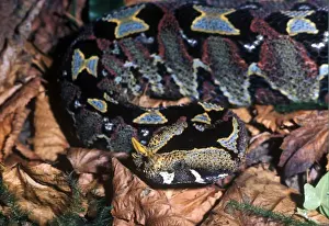Poison Prints: Snake - Viper Rhinoceros (Bitis nasicornis) close-up of head / on dead leaves