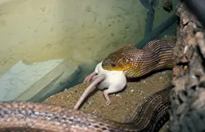 Snake Prints: Snake - Yellow Rat (Elaphe obseleta quadrivittata) swallowing mouse. N. America