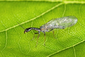 Powys Prints: Snakefly (Atlantoraphidia maculicollis) adult, resting on leaf, Powys, Wales, June