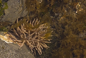 Intertidal Prints: Snakelocks Anemone (Anemonia viridis) adult