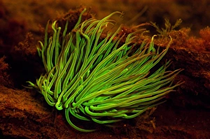 Snakelocks Anemone (Anemonia viridis) adult, showing fluorescence, Swanage Pier, Swanage Bay, Isle of Purbeck, Dorset
