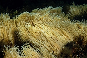 Snakelocks Anemone (Anemonia viridis) adults, group with tentacles extended, Kimmeridge Bay, Isle of Purbeck, Dorset