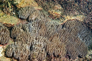 Anemone Prints: Snakelocks Anemone (Anemonia viridis) adults