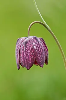 Gloucestershire Prints: Snake's Head Fritillary (Fritillaria meleagris) close-up of flower