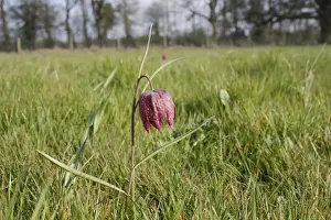 Snakes Head Fritillary (Fritillaria meleagris) flowering, growing in meadowland, Vicarage Plantation, Mendlesham