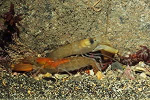 Crustaceans Prints: Snapping Prawn (Alpheus macrocheles) two adults, Kimmeridge Bay, Dorset, England, January
