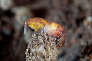 Seraya Prints: Snapping Shrimp (Synalpheus sp)