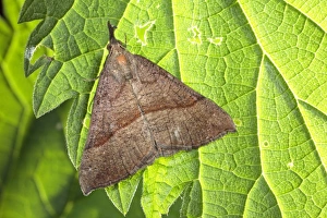 Nettle Prints: Snout Moth (Hypena proboscidalis) adult