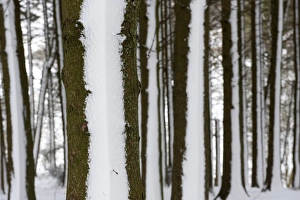 Coniferous Prints: Snow blown onto Pine (Pinus sp. ) trunks in woodland, Cumbria, England, March