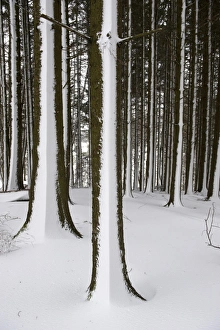 Snow blown onto Pine (Pinus sp. ) trunks in woodland, Cumbria, England, March