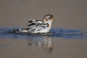Bunting Prints: Snow Bunting (Plectrophenax nivalis) adult, winter plumage, bathing, Norfolk, England