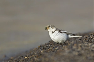 Gather Prints: Snow Bunting (Plectrophenax nivalis) adult female