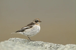 Snow Bunting (Plectrophenax nivalis) adult female, breeding plumage, perched on rock, Iceland, June