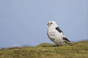 Bunting Prints: Snow Bunting (Plectrophenax nivalis) adult male