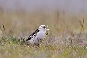 Snow Bunting (Plectrophenax nivalis) adult male, breeding plumage, feeding on wildflower seeds, Iceland, June