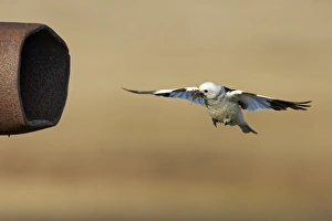 Snow Bunting (Plectrophenax nivalis) adult male, breeding plumage, in flight, with mosquitoes in beak