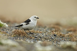 Snow Bunting (Plectrophenax nivalis) adult male, breeding plumage, standing on tundra, near Barrow, Alaska, U. S. A. June