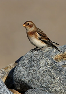 Stones Prints: Snow Bunting (Plectrophenax nivalis) immature