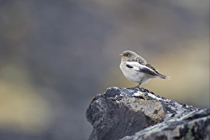 Bunting Prints: Snow Bunting (Plectrophenax nivalis) juvenile