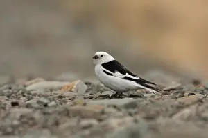 Bunting Prints: Snow Bunting (Plectrophenax nivalis nivalis) adult male