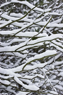 Wintery Prints: Snow covered bare twigs in garden, Dorset, England, december