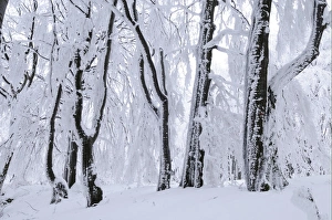 Wintery Prints: Snow covered Beech (Fagus sp. ) trees in forest, Bulgaria, winter
