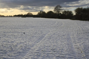 Snow covered cultivated arable field at dusk, Bacton, Suffolk, England, november
