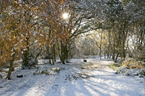Norwich Prints: Snow covered deciduous woodland, Mousehold Heath, Norwich, Norfolk, England, november