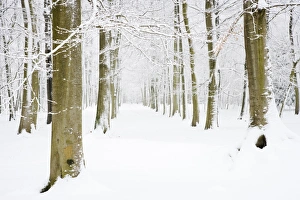 Snow covered deciduous woodland habitat, Brentwood, Essex, England, february