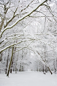 Snow covered deciduous woodland habitat, Brentwood, Essex, England, february