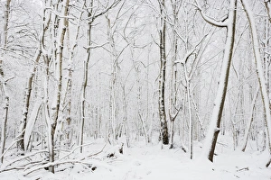 Snow covered deciduous woodland habitat, Brentwood, Essex, England, february