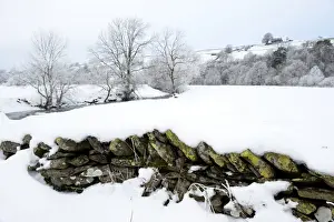 Drystone Prints: Snow covered drystone wall, with heavy rime frost on trees after freezing fog