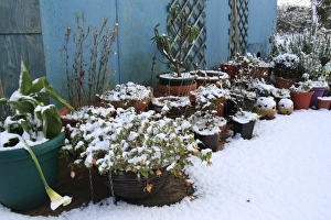 Pots Prints: Snow covered Fuchsia (Fuchsia sp)