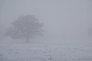 Fogs Prints: Snow covered ground and tree in fog, Moreton, Dorset, England, december