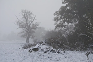 Fogs Prints: Snow covered ground and trees in fog, Moreton, Dorset, England, december