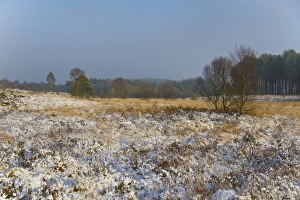 Snow covered heathland habitat in afternoon sunshine, Moreton, Dorset, England, december