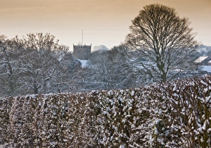 Sun Set Prints: Snow covered hedgerow and tree in evening