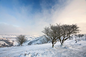 Somerset Prints: Snow covered landscape with hawthorn trees