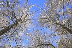 Larches Prints: Snow covered Larch (Larix sp. ) trees after snowfall