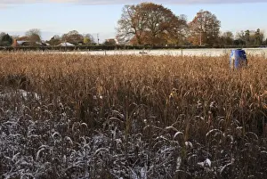 Feeder Prints: Snow covered Maize (Zea mays) gamecover crop with feeder