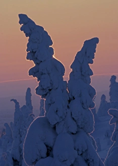 Christmas Prints: Snow covered Norway Spruce (Picea abies) trees