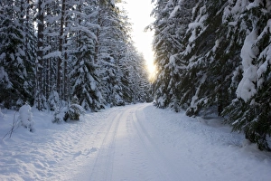 Coniferous Prints: Snow covered road through coniferous forest, Sweden, december