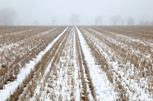 Fogs Prints: Snow covered stubble field with oak trees in fog, Southrepps, Norfolk, England, december