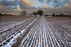 Stubble Prints: Snow covered stubble field with oak trees at sunset, Langham, Norfolk, England, december