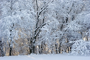 Wintery Prints: Snow covered trees in evening, Sweden, december