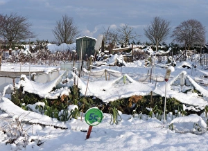 Wintery Prints: Snow covered urban allotment with brassicas and leeks, Norwich, Norfolk, England, January