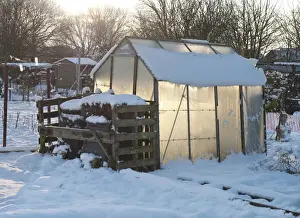 Wintery Prints: Snow covered urban allotment with greenhouse and compost bins