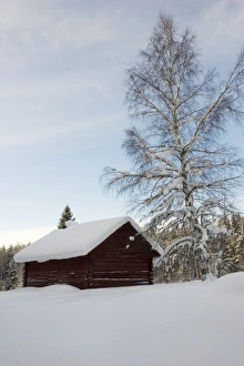 Wintery Prints: Snow covered wooden barn and birch tree, Sweden, december