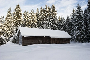 Coniferous Prints: Snow covered wooden barn and conifer trees, Sweden, december